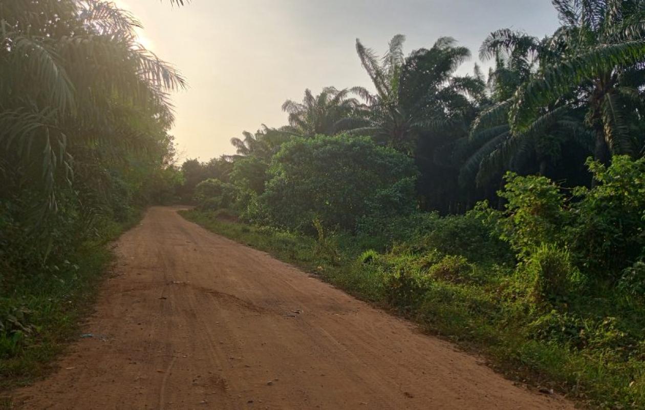 Grand-Lahou : un acheteur de latex tué dans une violente attaque nocturne en pleine palmeraie