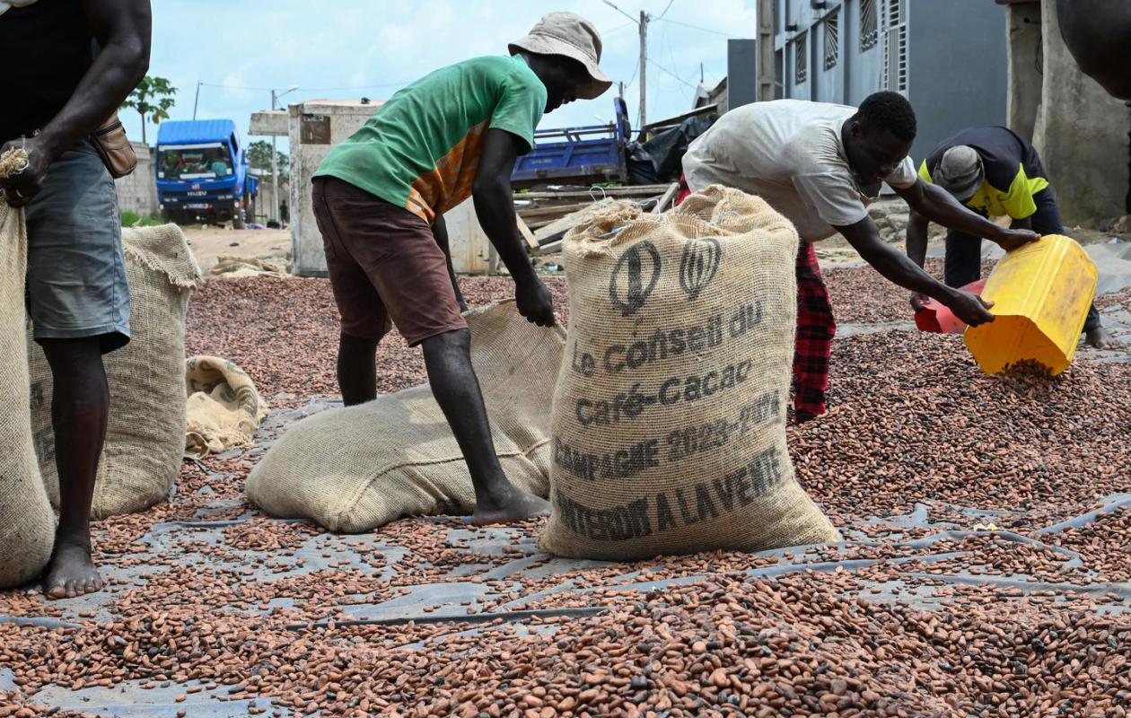 Stock de cacao : l’OIA annonce une évacuation imminente de 23 830 tonnes