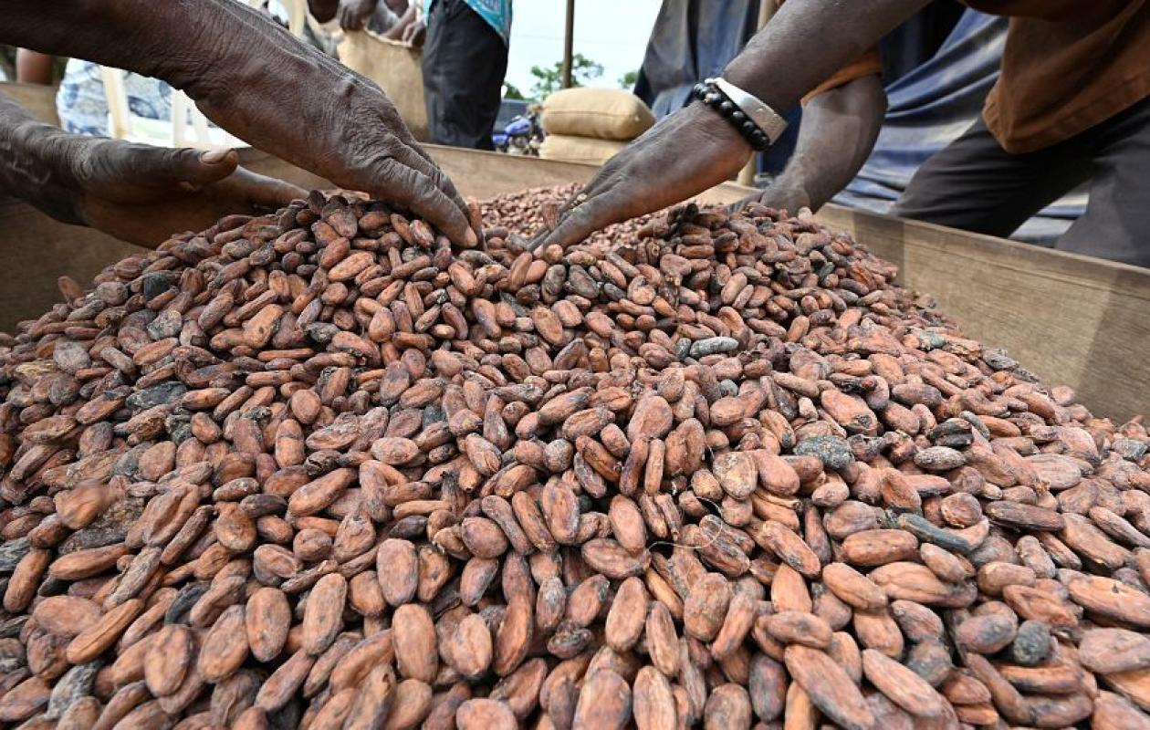 Conseil du Café-Cacao : la campagne principale désormais fixée du 1er septembre au 28 février