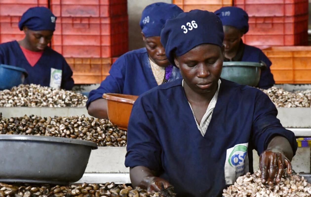 Filière anacarde : une nouvelle unité industrielle annoncée à Daloa