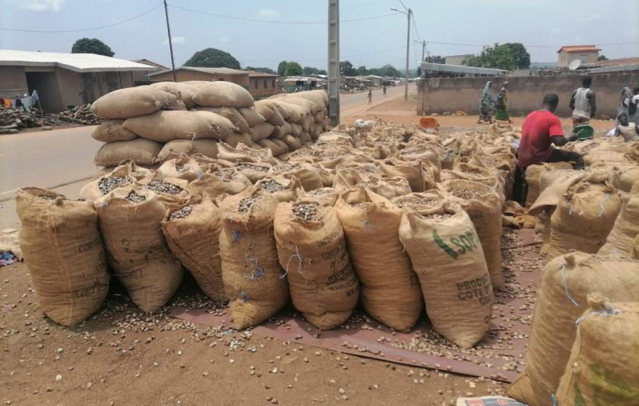 Anacarde à Madinani : une vente groupée fait grimper les prix jusqu’à 450 FCFA/kg et redonne espoir aux producteurs