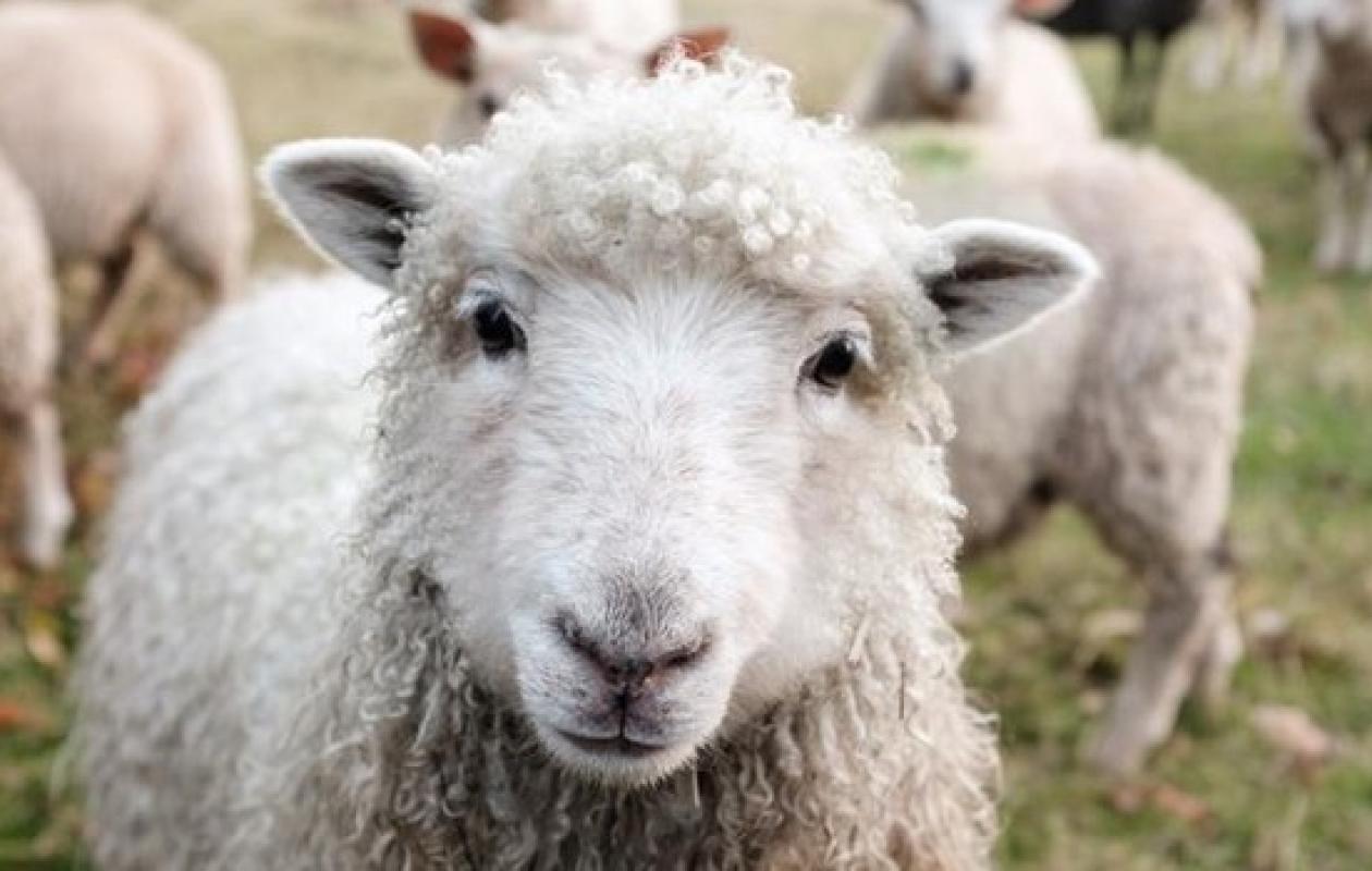 Pennes-Mirabeau : un jeune homme de 19 ans filmé en train de violer des moutons