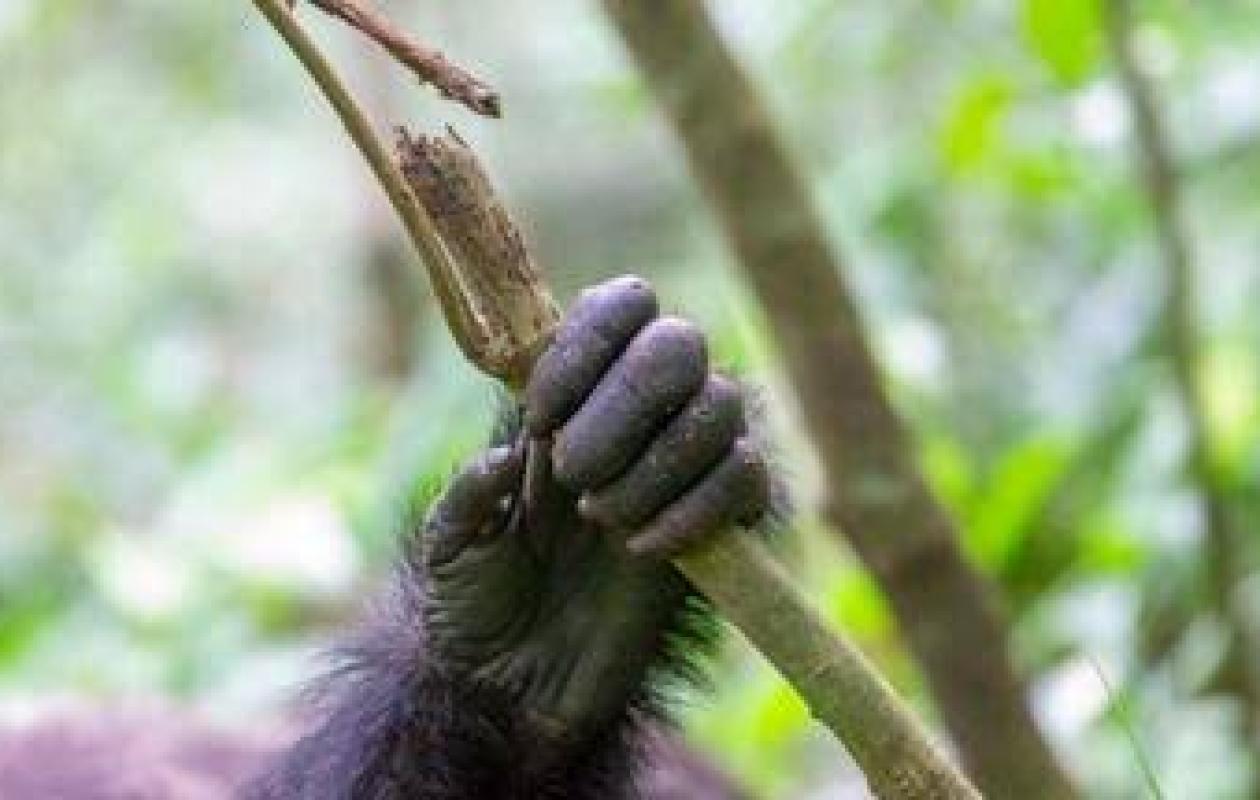 Grand-Lahou : des chimpanzés sèment curiosité et inquiétude dans le village de N’zida