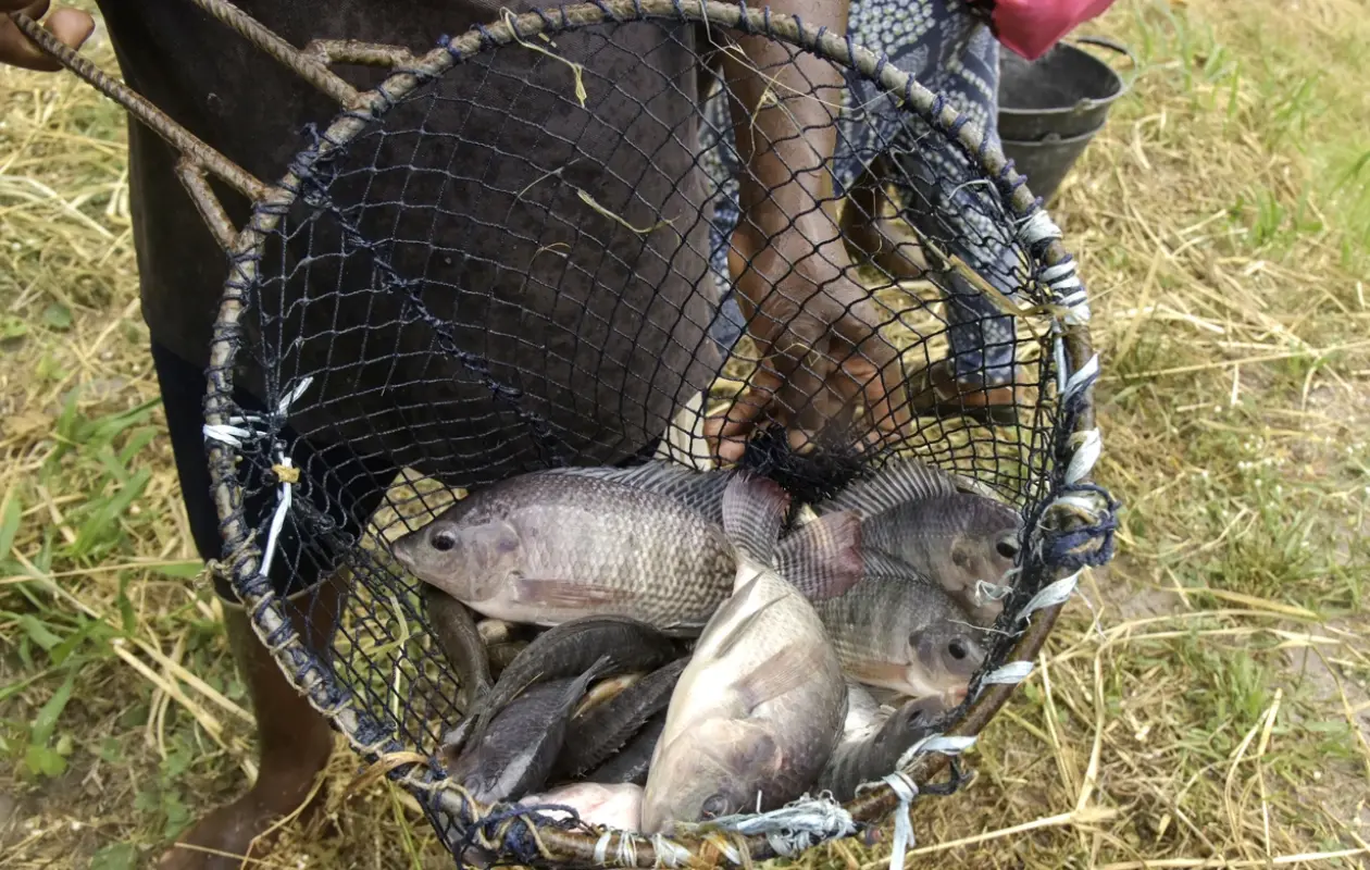 Aquaculture : Le tilapia ivoirien mise sur le numérique pour conquérir le marché
