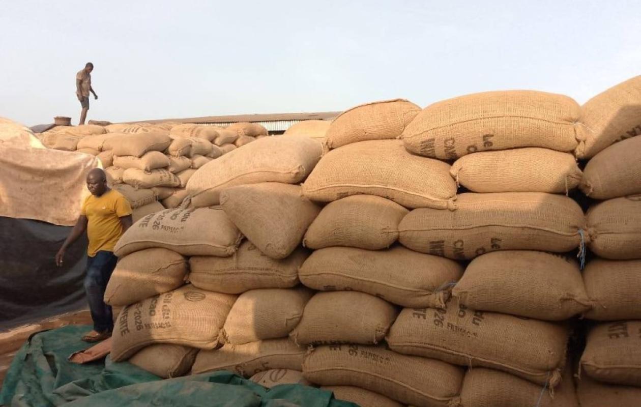 Crise dans la filière cacao à Arrah : les coopératives dénoncent retards et dysfonctionnements