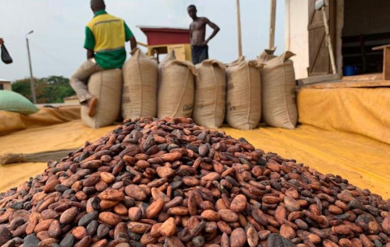 Cacao : Abidjan et Accra sonnent la riposte contre le Swollen Shoot pour sauver l’or brun