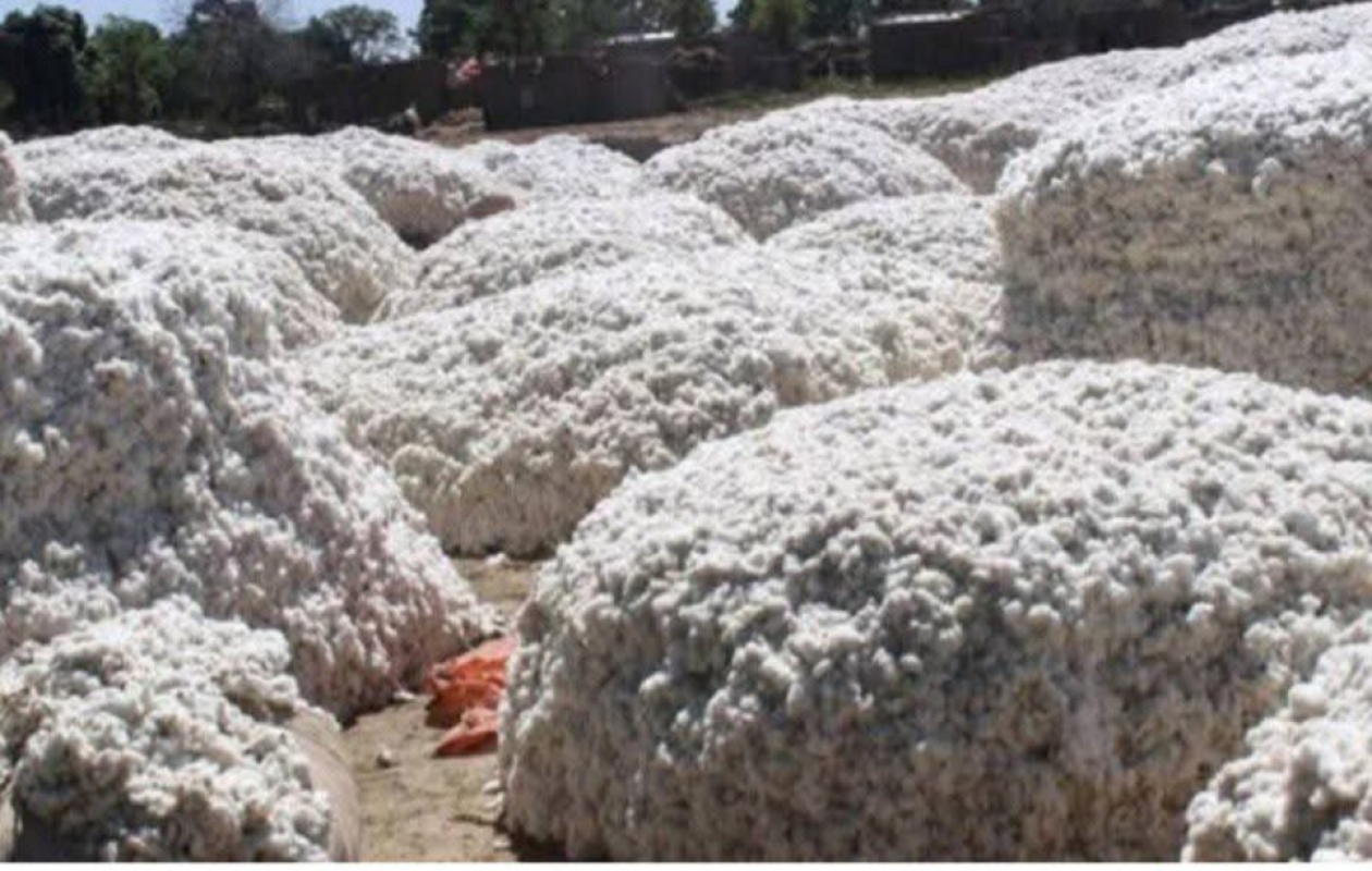 Filière coton : le gouvernement burkinabè récupère 100 % de la SOFITEX