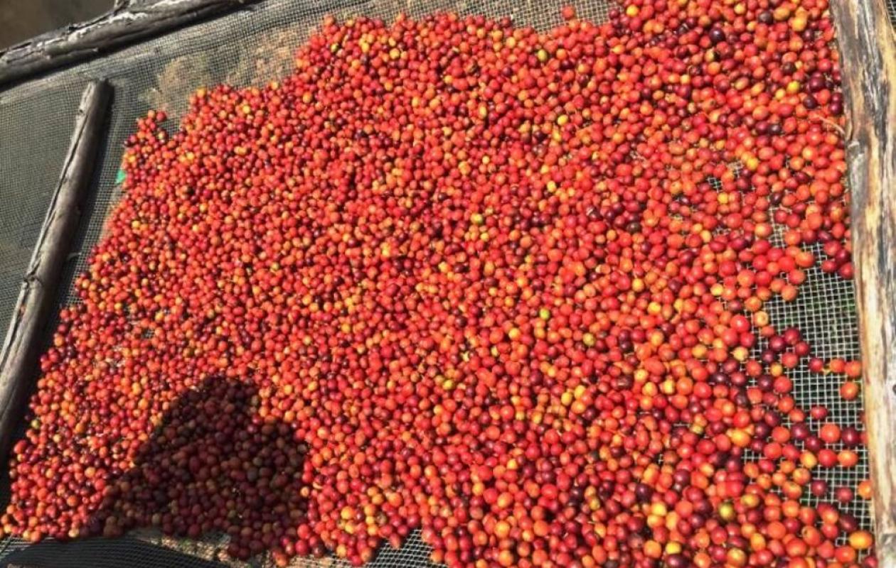 Ouganda : vers une interdiction de l’exportation du café brut