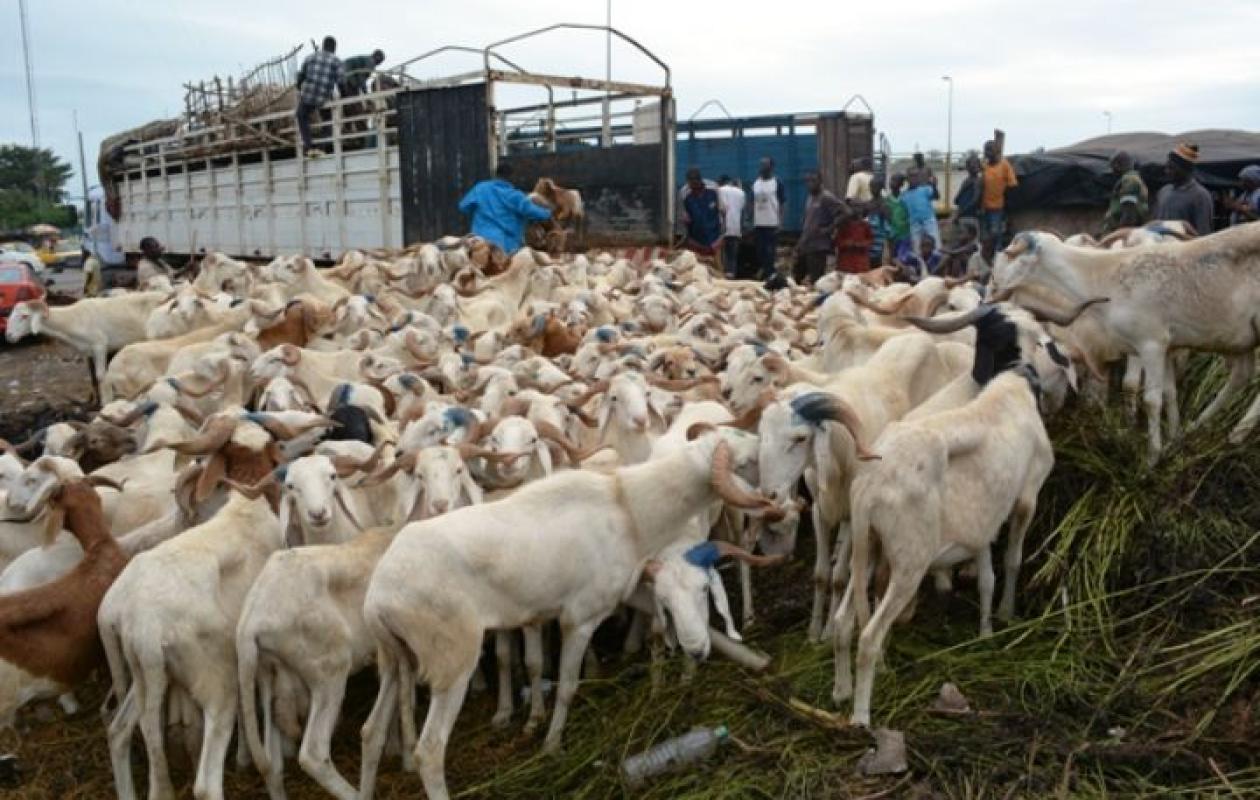 Tabaski 2026 : Abidjan durcit les règles pour le commerce du bétail