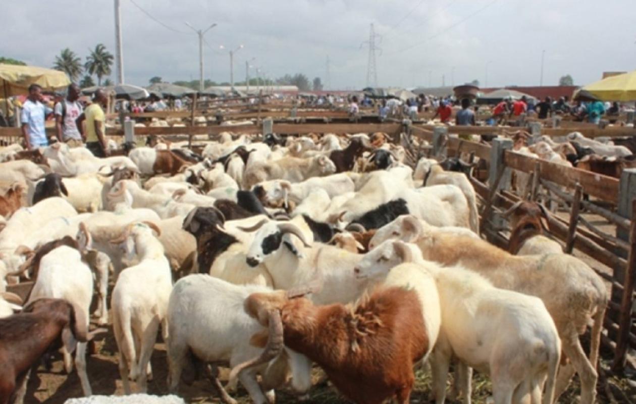Tabaski 2026 : Abidjan durcit les règles pour le transport du bétail