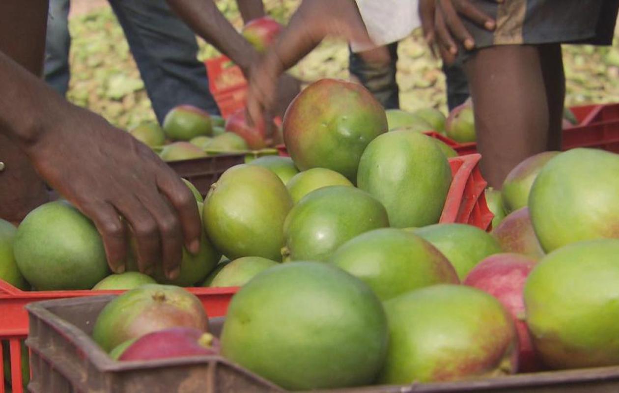 Mangue ivoirienne : Une campagne 2026 sous haute tension