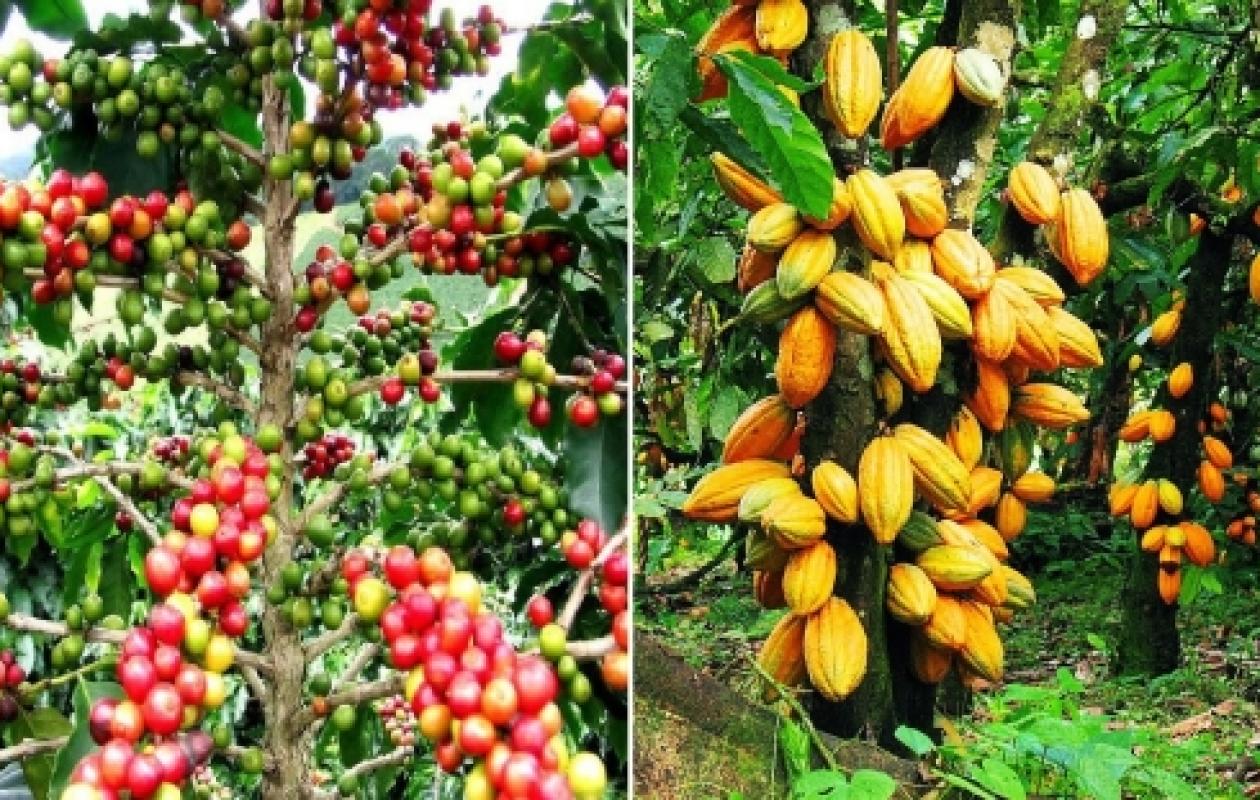 Café-cacao : un institut de recherche de 800 hectares annoncé à Divo