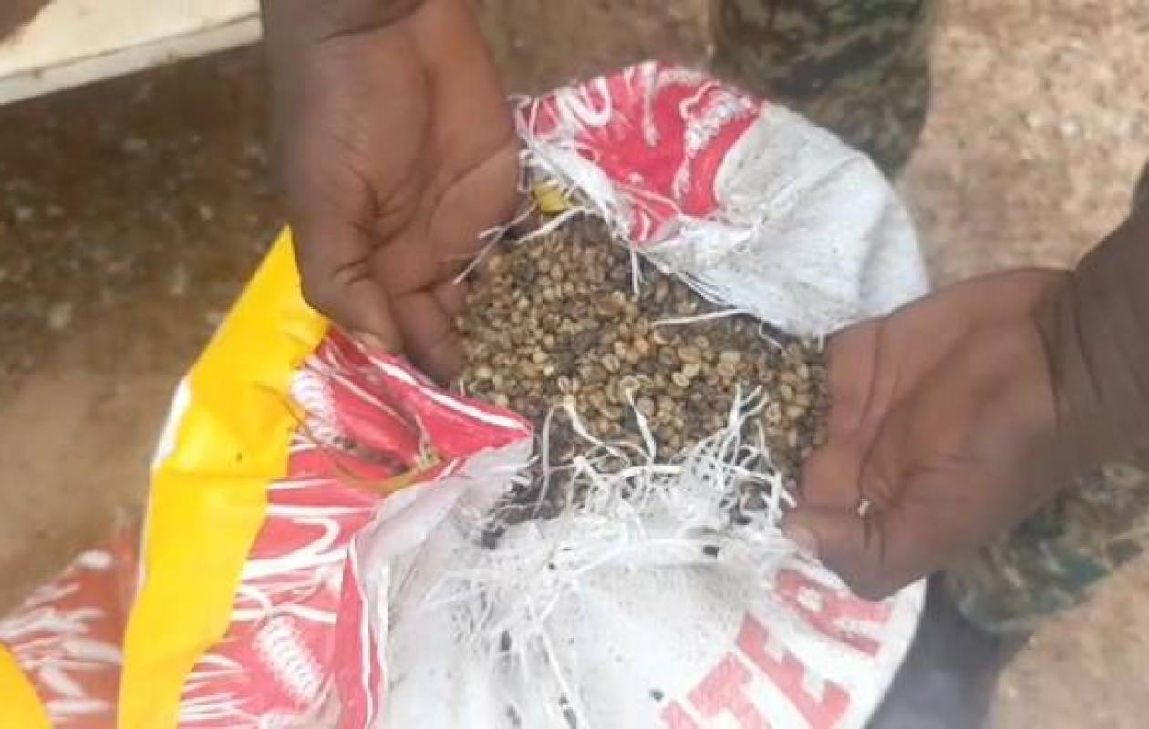 Exportation clandestine vers le Burkina Faso : les Douanes saisissent 21 tonnes de café à Doropo