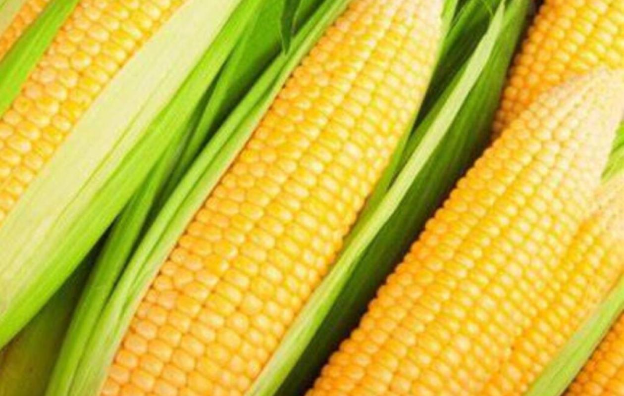 Afrique : Face aux menaces « invisibles », la FAO mise sur la surveillance et la formation