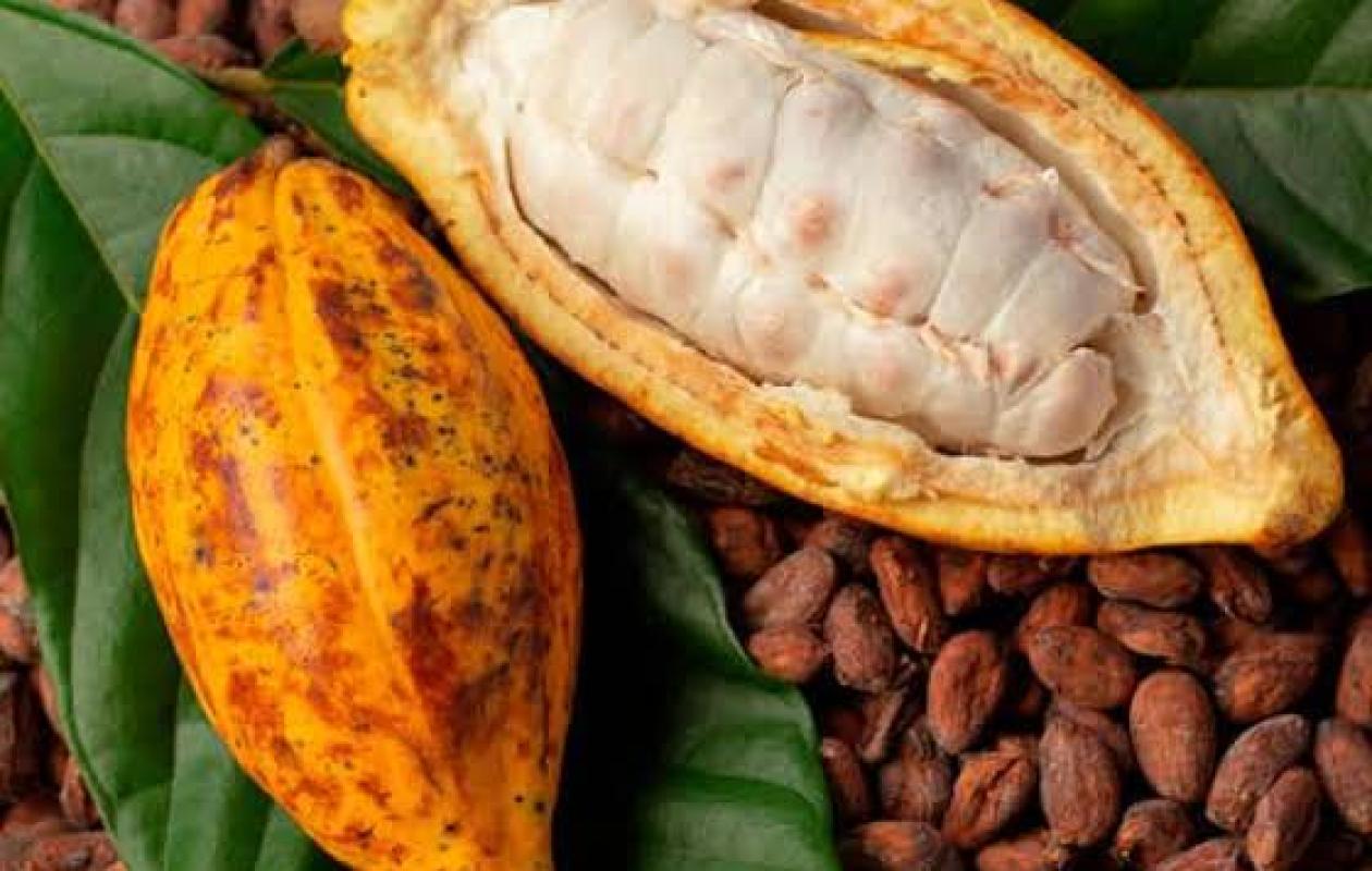 Côte d’Ivoire : le gouvernement face à la colère des producteurs de cacao