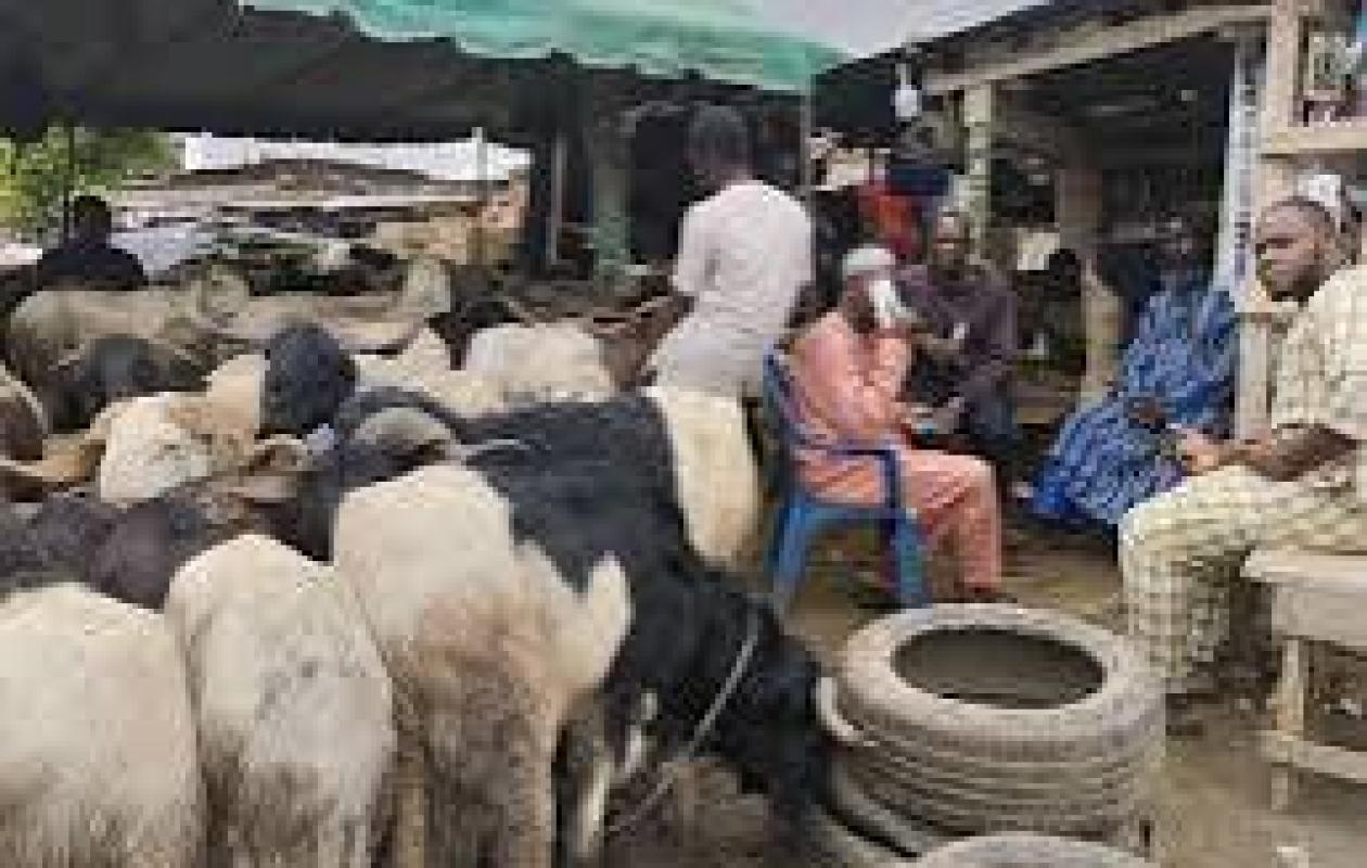 Ferkessédougou : une foire de la Tabaski lancée pour faciliter l’achat des moutons