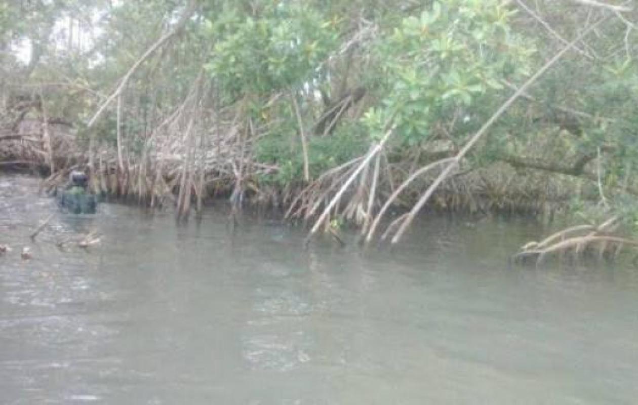Lagune Tagba : arbustes envahissants et crocodiles compliquent la navigation