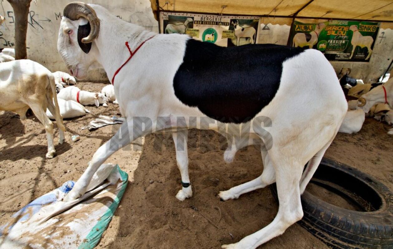 TABASKI 2026 AU SENEGAL : DES MOUTONS JUSQU’À 25 MILLIONS FCFA