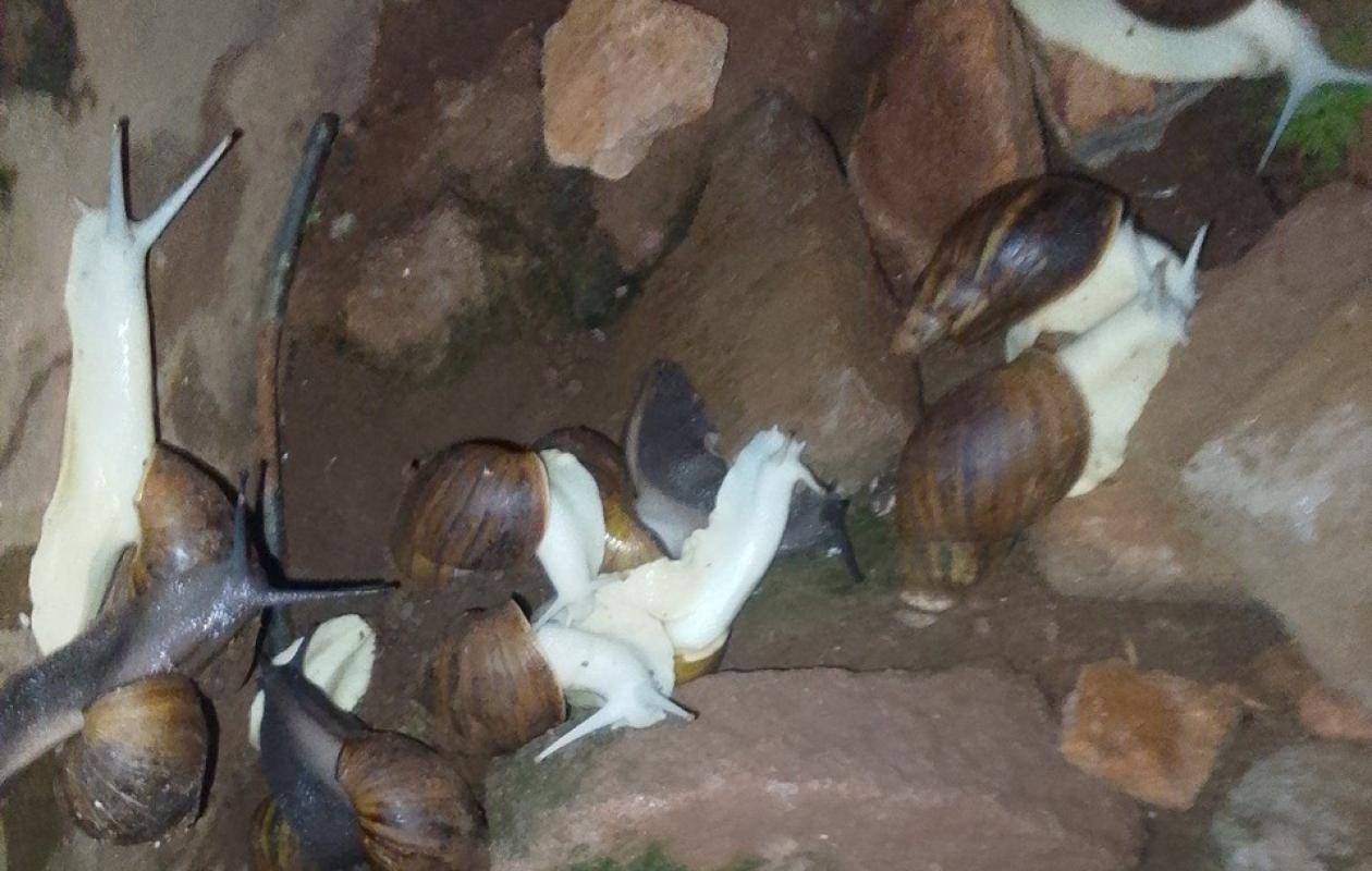Akoupé : une mystérieuse invasion d’escargots blancs sème l’étonnement à Assangbadji