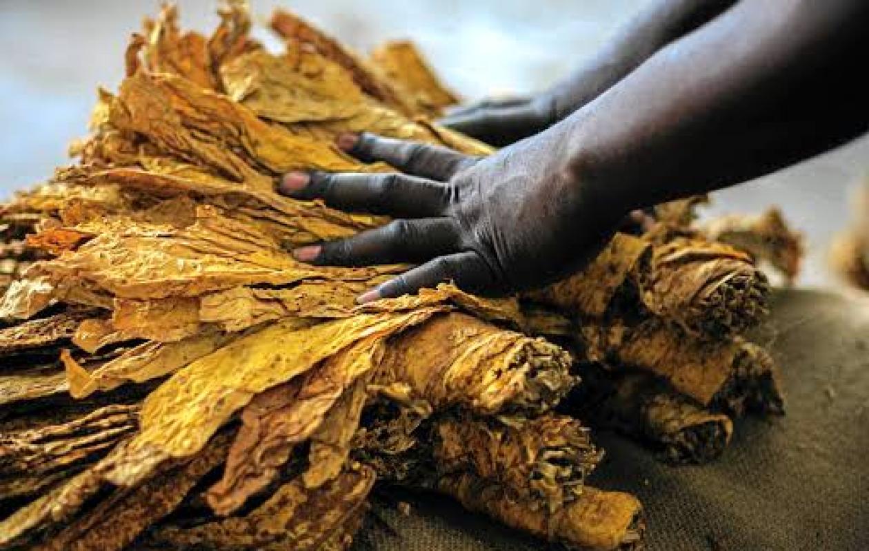 Zimbabwe : les ventes de tabac dépassent 732 millions USD malgré une baisse des prix