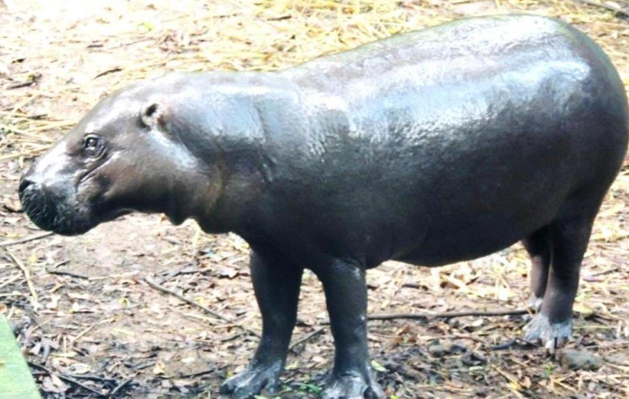 L’hippopotame pygmée poussé vers l'extinction par la déforestation et l'orpaillage