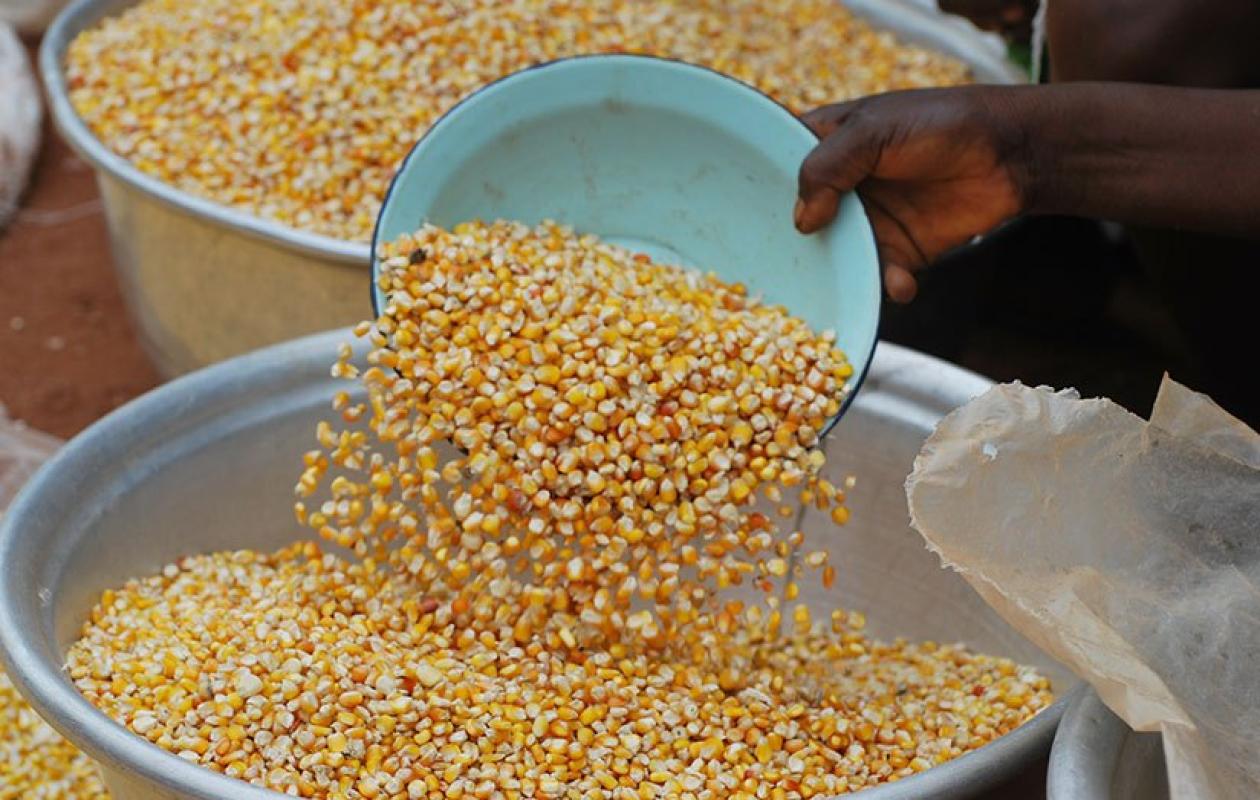Climat : Pourquoi le maïs, le riz, le soja et le blé risquent de coûter de plus en plus cher
