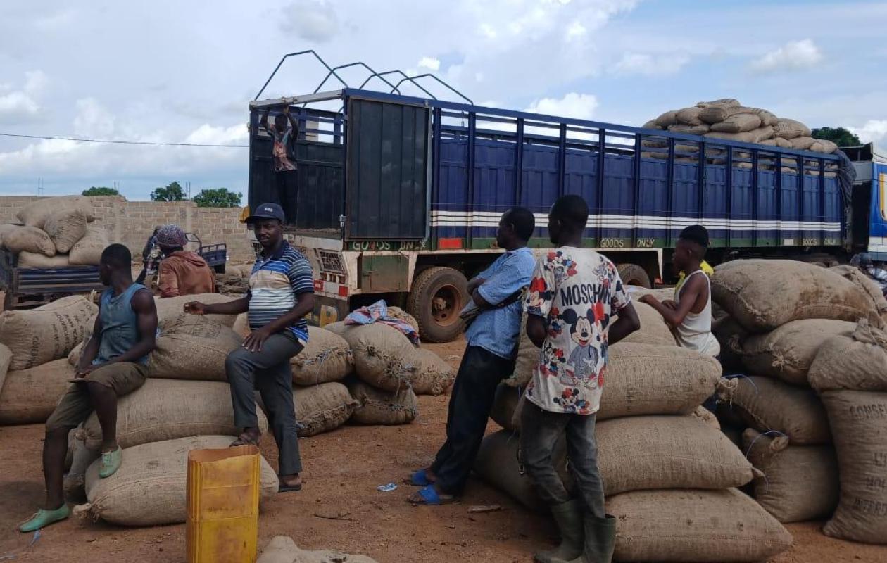 Anacarde : 40 tonnes de noix brutes écoulées à Tortiya grâce à une vente groupée encadrée par le CCAK