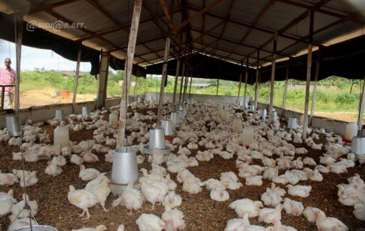 Sassandra : Un présumé voleur de poulet tué à l'arme blanche dans une ferme