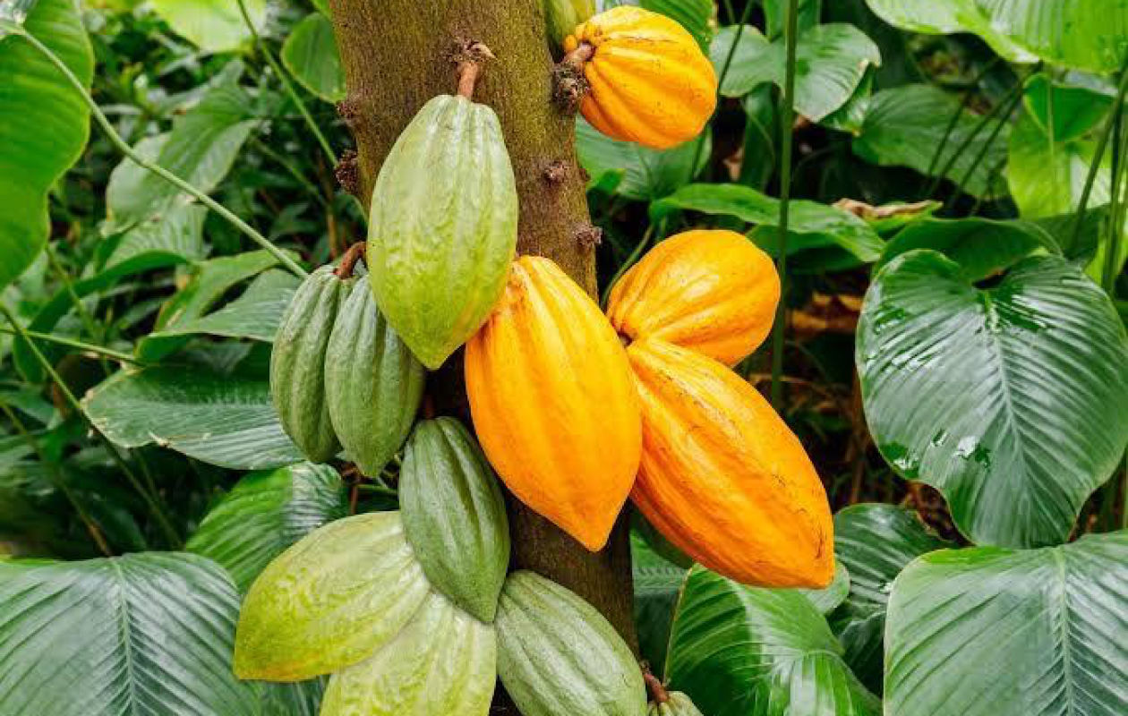 Cacao : la RDC intègre l’organisation internationale des pays producteurs