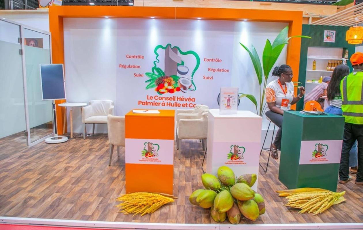 Relance de la filière coco en Côte d’Ivoire : Lancement d'une mission nationale pour créer la future interprofession