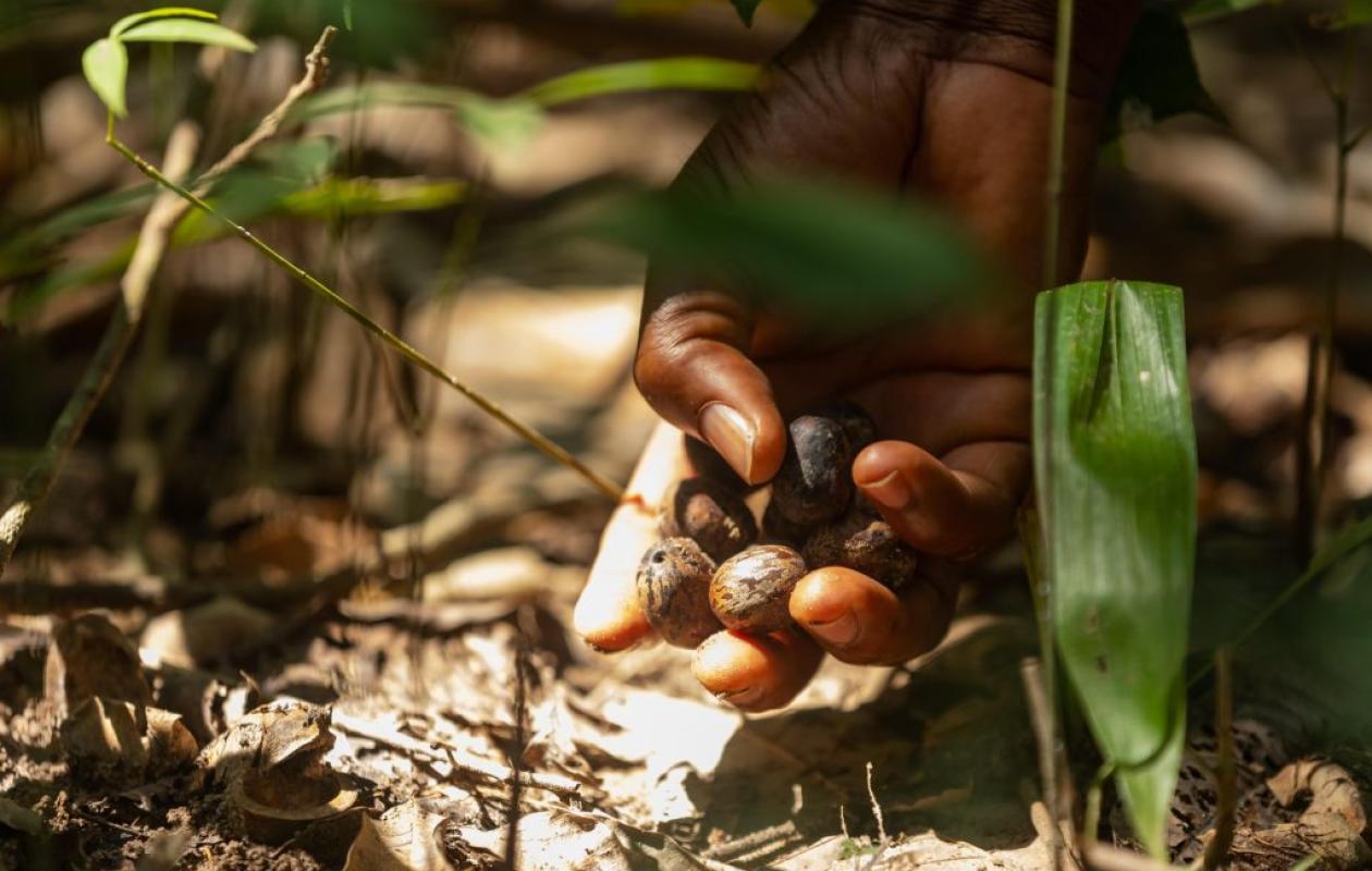 En Côte d'Ivoire, les graines d’hévéa transforment les résidus agricoles en or vert