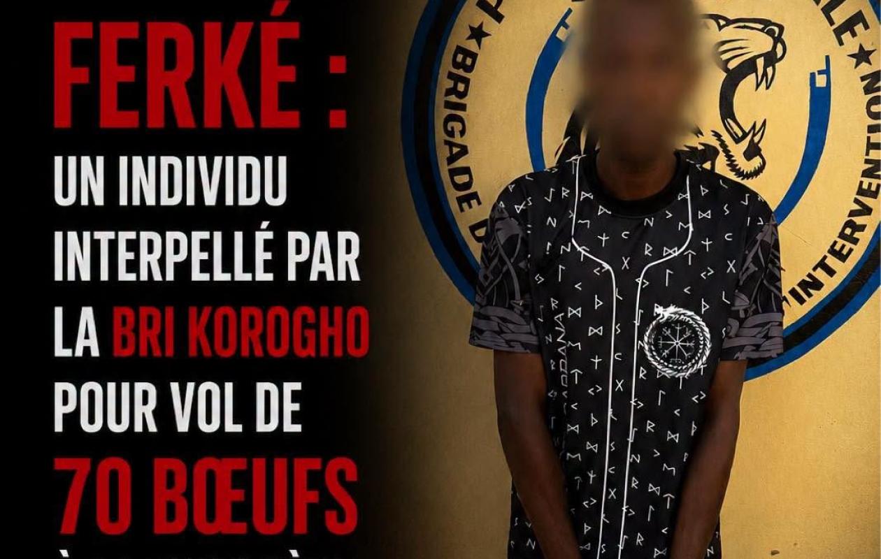 Ferkessédougou : 47 bœufs retrouvés après le vol spectaculaire de 70 têtes de bétail à la frontière ivoiro-burkinabè