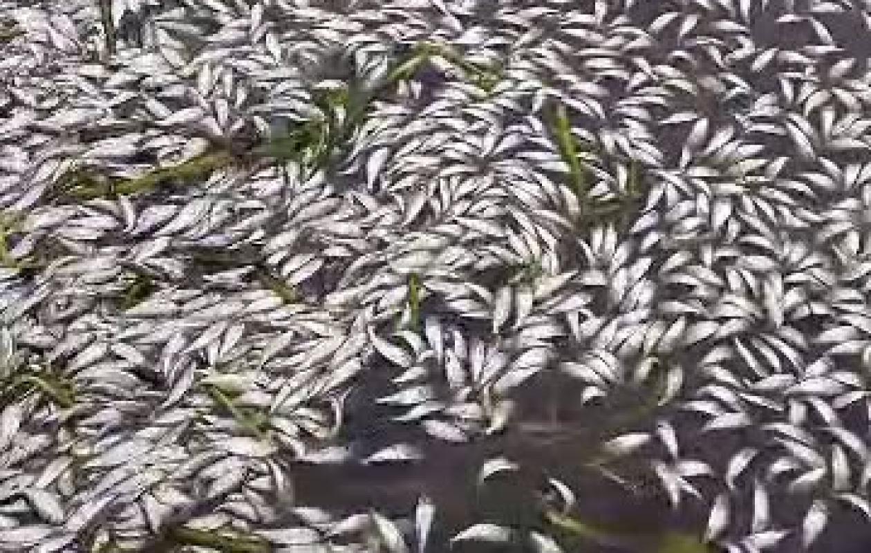 Songon : des centaines d’alevins retrouvés morts dans la lagune
