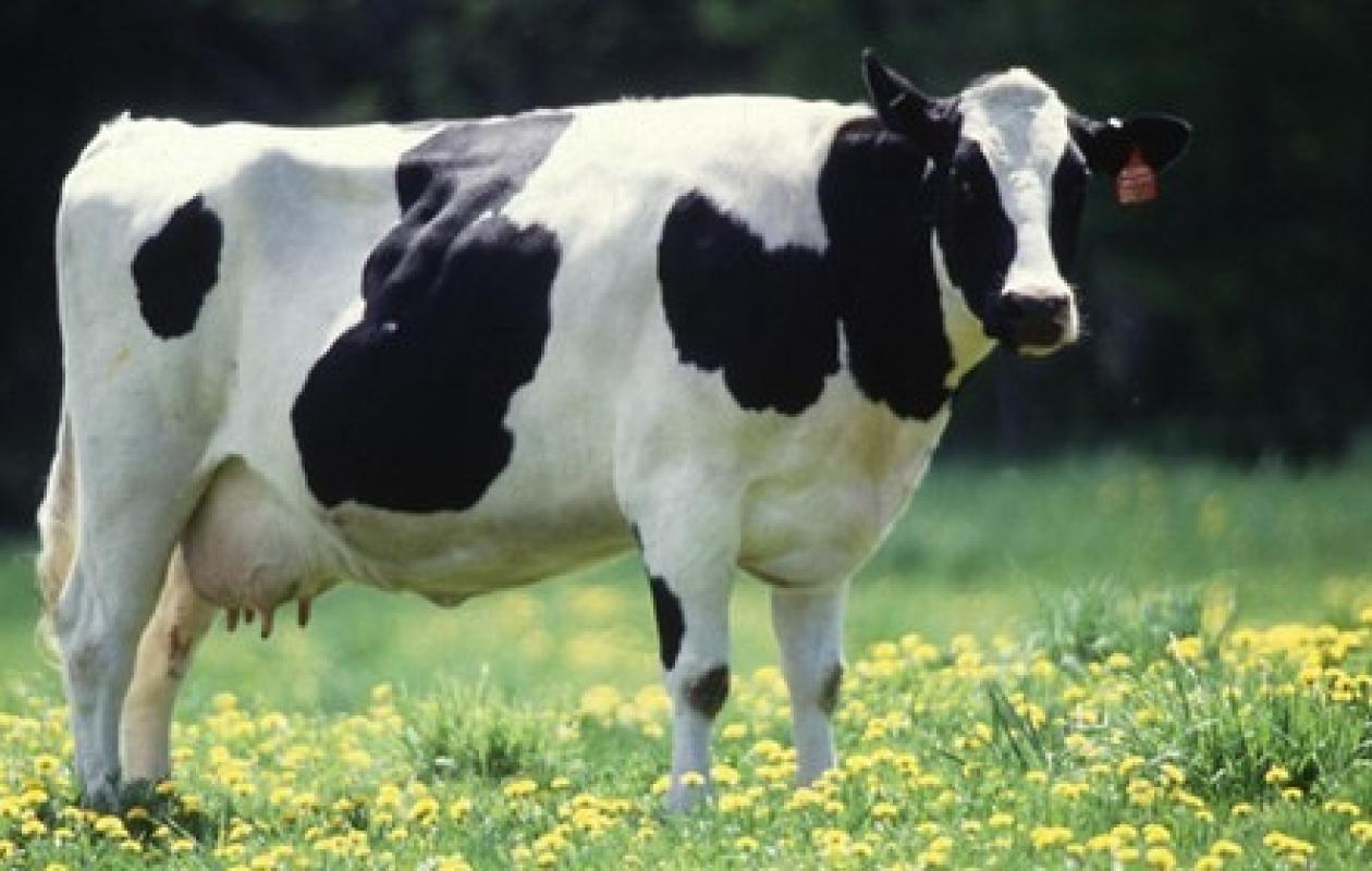 Fretin : un homme de 58 ans viole une vache devant une adolescente