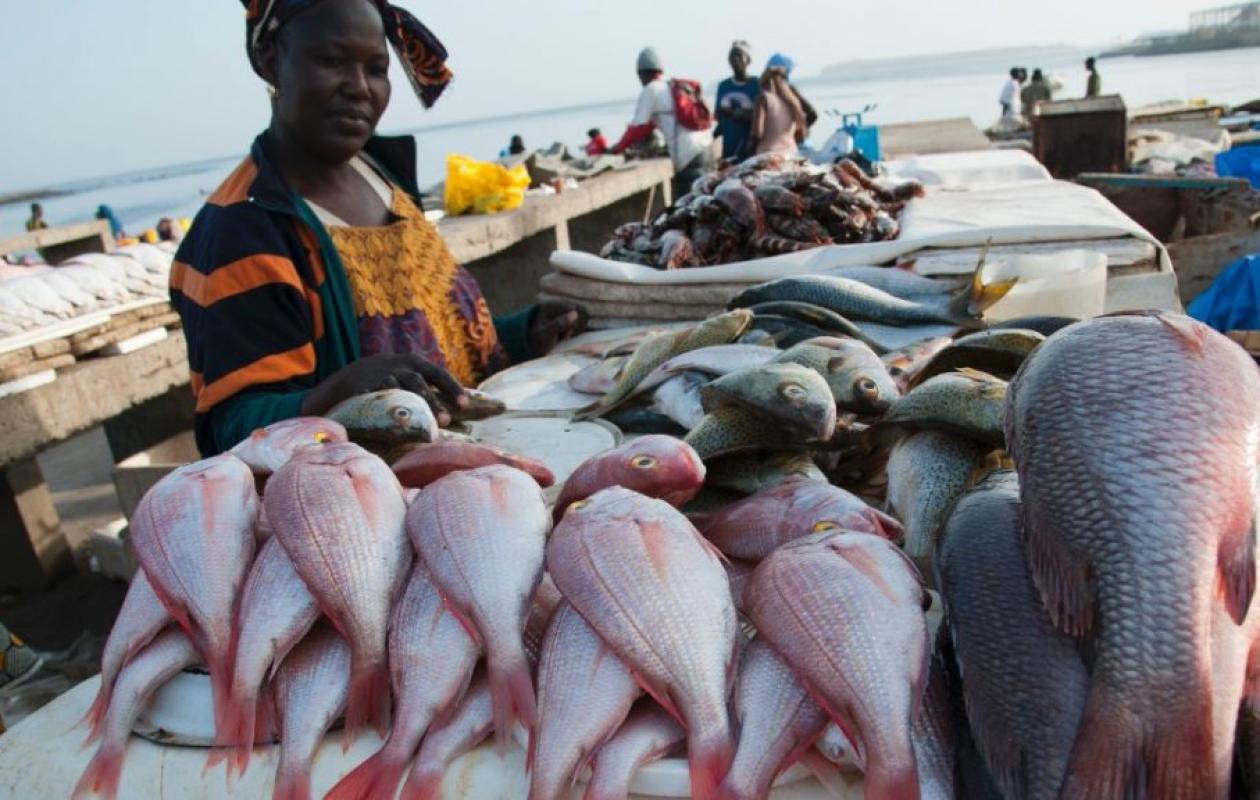 Côte d’Ivoire : fermeture saisonnière des pêches dès le 1er juillet 2026