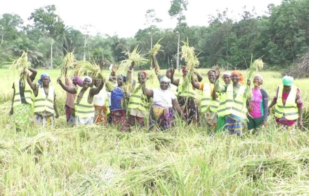 Dans le Cavally, le riz ouvre aux femmes le chemin de l’autonomie économique